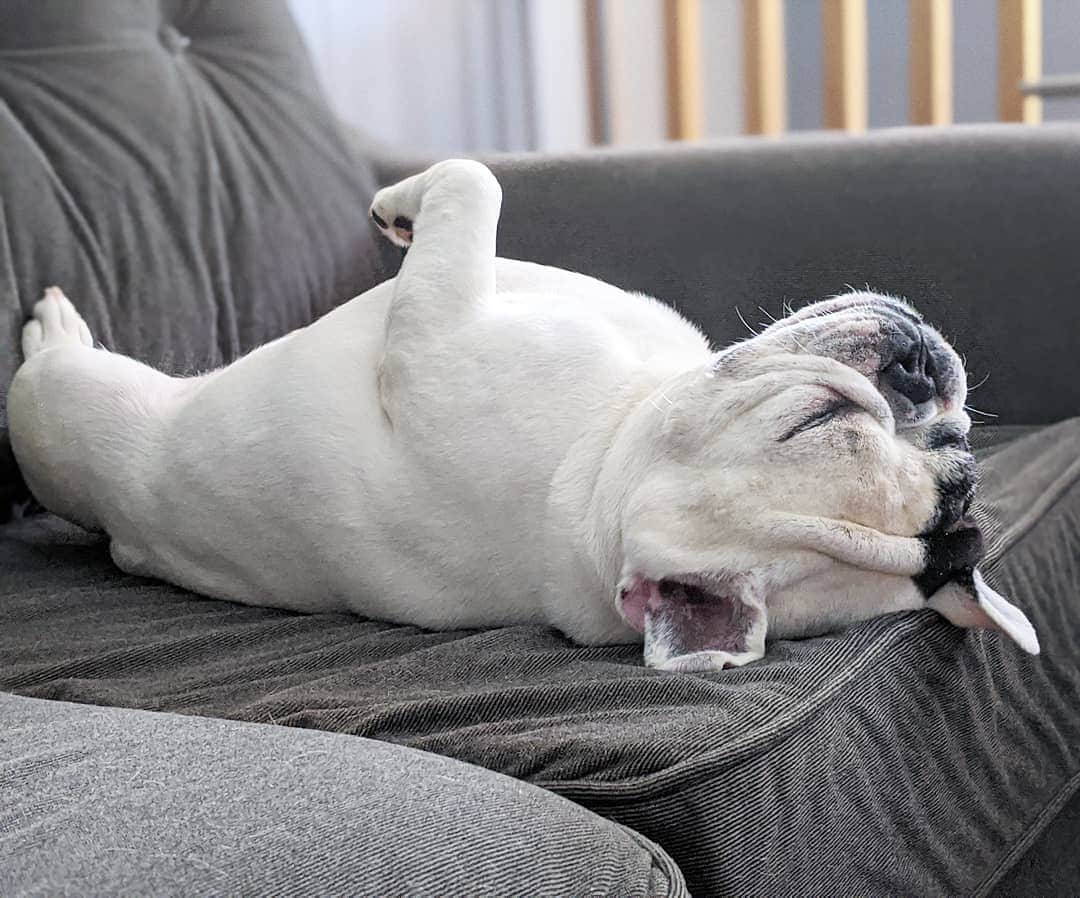 Manny The Frenchieのインスタグラム：「I needed a nap after I woke up this morning. 😴」