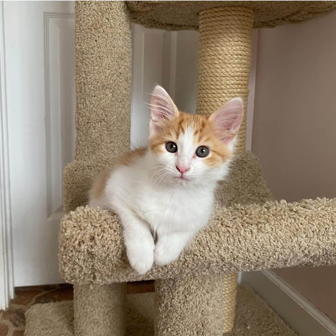 Priscilla and Poppletonさんのインスタグラム写真 - (Priscilla and PoppletonInstagram)「SQUEAL!!! Meet my new kitten Winnie! Pop stole Tigger from me, so we rescued Winnie this weekend, and she’s all mine! Swipe to see a close up! Isn’t she purrfect? You can learn more about her and meet Winnie’s mom Honey (we rescued her, too) over on @prissyandpops_helpinghooves. I love them both already!🐷💗🐱#winniethekitten #rescuekitten #prissyandpopshelpinghooves #PrissyandWinnie #PrissyandPop」6月30日 2時21分 - prissy_pig