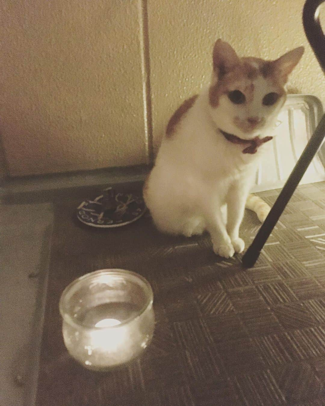 猫沢エミさんのインスタグラム写真 - (猫沢エミInstagram)「あっ…イオちゃん、めずらしく真夜中にベランダ詣で。 ママとスーちゃんが出てたから、ワタシも出てみたの。  そっか。よかったね。そろそろみんなでおやすみだね。  明日もいい日にしましょう。  #猫沢イオ　#みつゆびイオちゃん」6月30日 2時43分 - necozawaemi