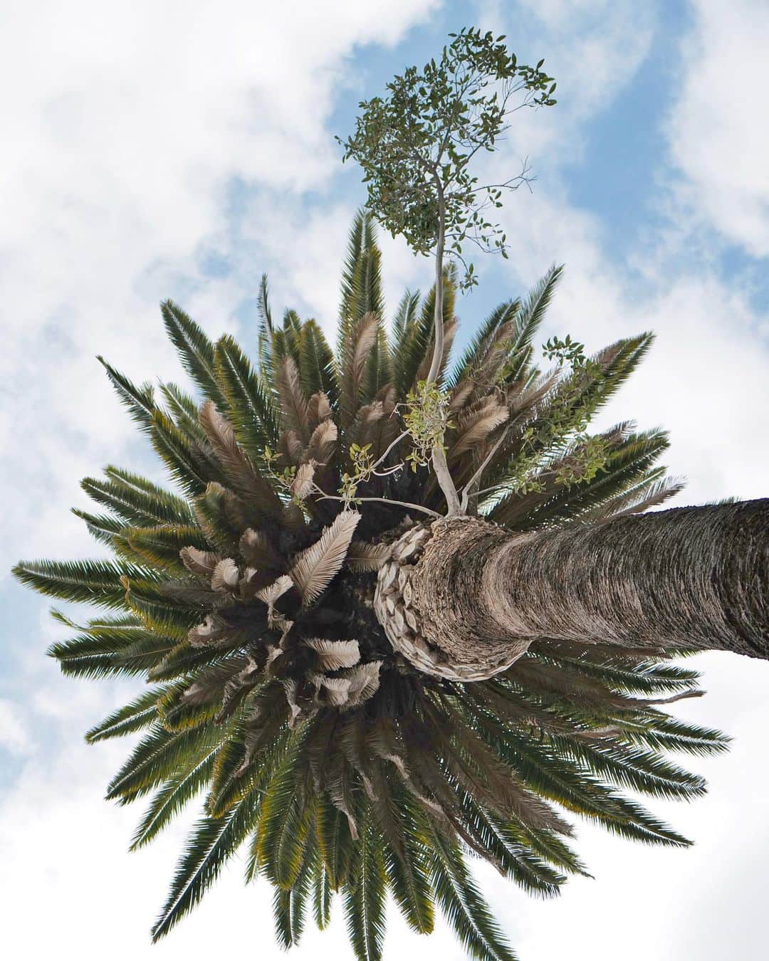 ジェームス・ジーンさんのインスタグラム写真 - (ジェームス・ジーンInstagram)「Found this growing out of a palm tree while on a walk yesterday. Life, uh, finds a way. 🌱🌴🌿」6月30日 2時48分 - jamesjeanart