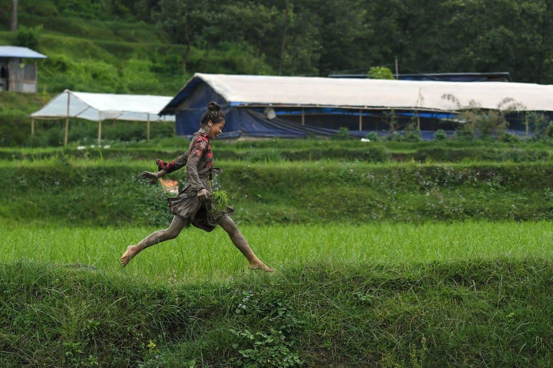 AFP通信さんのインスタグラム写真 - (AFP通信Instagram)「AFP Photo 📷  @prakash_mathema - Mud-covered farmers play in a rice paddy field during "National Paddy Day", which marks the start of the annual rice planting season, in Tokha village on the outskirts of Kathmandu on June 29, 2020.⁣ .⁣ Farmers in Nepal celebrate National Paddy Day as the annual rice planting season begins.⁣ .⁣ #PaddyDay」6月30日 3時00分 - afpphoto