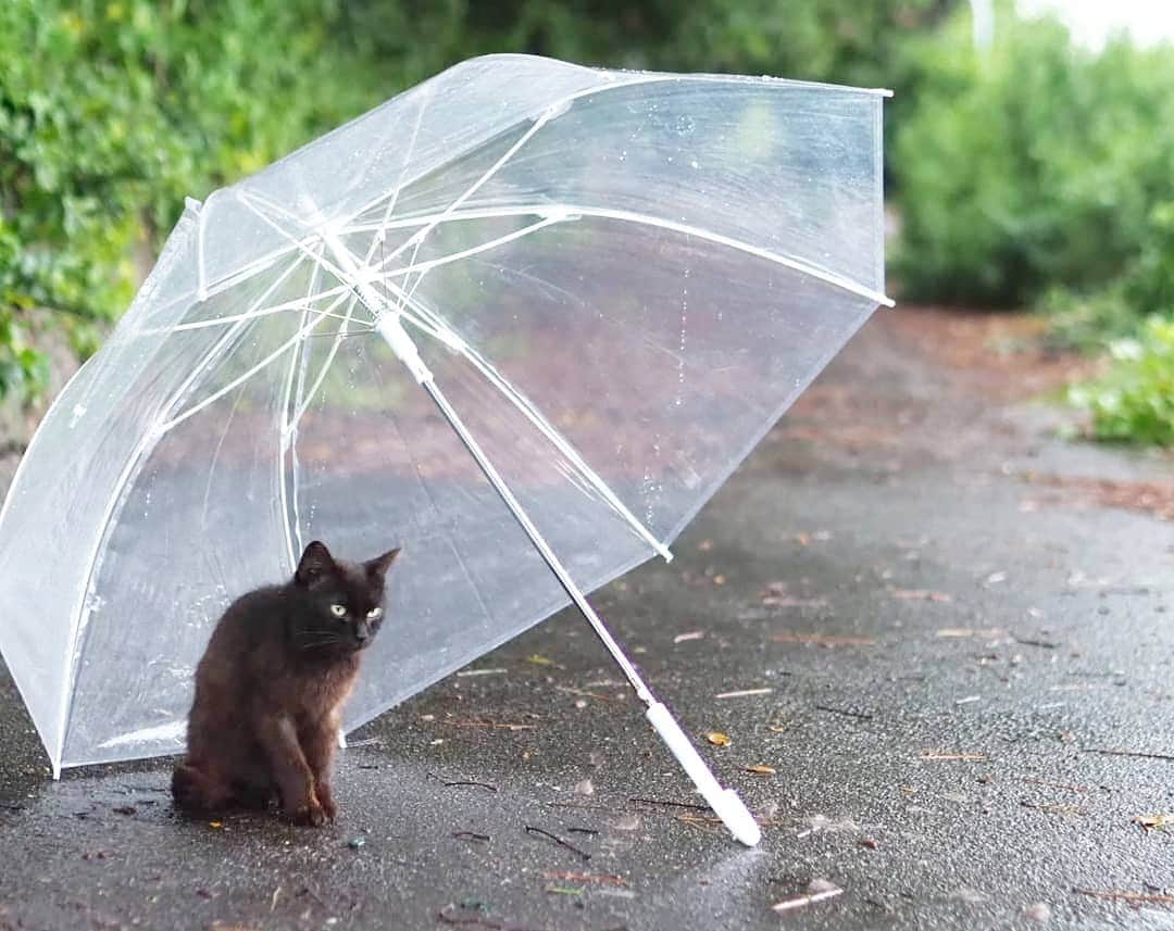 路地裏のにゃん吉さんのインスタグラム写真 - (路地裏のにゃん吉Instagram)「雨が降ると心配だから来てしまうって 人もいる  天使かよ  #生き抜け野良猫 #แมว #igersjp#rain#猫#ねこすたぐらむ#ねこ部#straycat #にゃんすたぐらむ#みんねこ #cats#ファインダー越しの私の世界 #catsofinstagram#catgag #gatto#catloversclub#ペコねこ部#ピクネコ #東京カメラ部#icu_japan#team_jp_西 #고양이#nekoclub #catstagram#広がり同盟 #bestcatclub #gallery_legit #kawaii#love_bestjapan #meow」6月30日 13時51分 - nyankichi5656