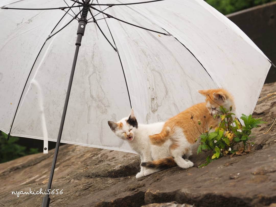 路地裏のにゃん吉さんのインスタグラム写真 - (路地裏のにゃん吉Instagram)「雨が降ると心配だから来てしまうって 人もいる  天使かよ  #生き抜け野良猫 #แมว #igersjp#rain#猫#ねこすたぐらむ#ねこ部#straycat #にゃんすたぐらむ#みんねこ #cats#ファインダー越しの私の世界 #catsofinstagram#catgag #gatto#catloversclub#ペコねこ部#ピクネコ #東京カメラ部#icu_japan#team_jp_西 #고양이#nekoclub #catstagram#広がり同盟 #bestcatclub #gallery_legit #kawaii#love_bestjapan #meow」6月30日 13時51分 - nyankichi5656