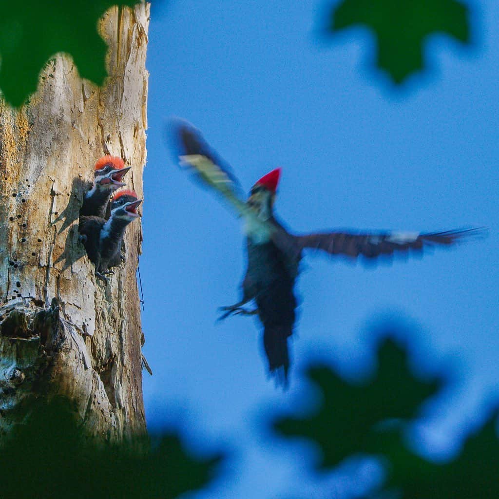 Tim Lamanさんのインスタグラム写真 - (Tim LamanInstagram)「Photos by @TimLaman.  Piliated Woodpeckers at the nest…  One of the highlights of my local bird photography this spring during the Covid-19 lockdown has been discovering a nest of Piliated Woodpeckers during a bike ride from my home in Lexington, Massachusetts.  I think it’s one of our most spectacular local birds here in the Northeast, but I had never seen a nest before.  I spent some fun mornings getting  shots of the chicks being fed before they fledged.  Have you had any surprising bird encounters near home?  #Backyardbirds #woodpecker #piliatedwoodpecker #birds #massachusetts #shotonRED @reddigitalcinema #FramedonGitzo @Gitzoinspires」6月30日 12時36分 - timlaman