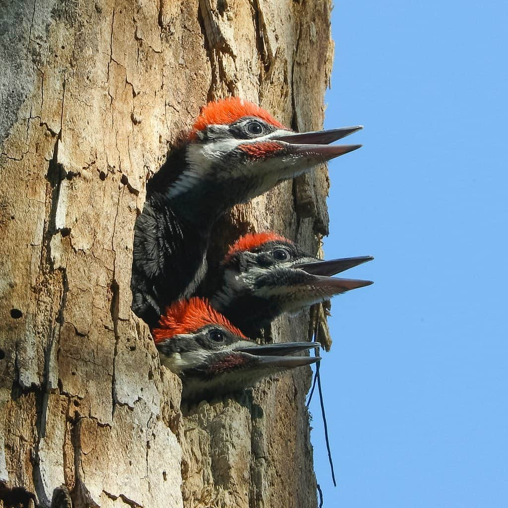 Tim Lamanさんのインスタグラム写真 - (Tim LamanInstagram)「Photos by @TimLaman.  Piliated Woodpeckers at the nest…  One of the highlights of my local bird photography this spring during the Covid-19 lockdown has been discovering a nest of Piliated Woodpeckers during a bike ride from my home in Lexington, Massachusetts.  I think it’s one of our most spectacular local birds here in the Northeast, but I had never seen a nest before.  I spent some fun mornings getting  shots of the chicks being fed before they fledged.  Have you had any surprising bird encounters near home?  #Backyardbirds #woodpecker #piliatedwoodpecker #birds #massachusetts #shotonRED @reddigitalcinema #FramedonGitzo @Gitzoinspires」6月30日 12時36分 - timlaman