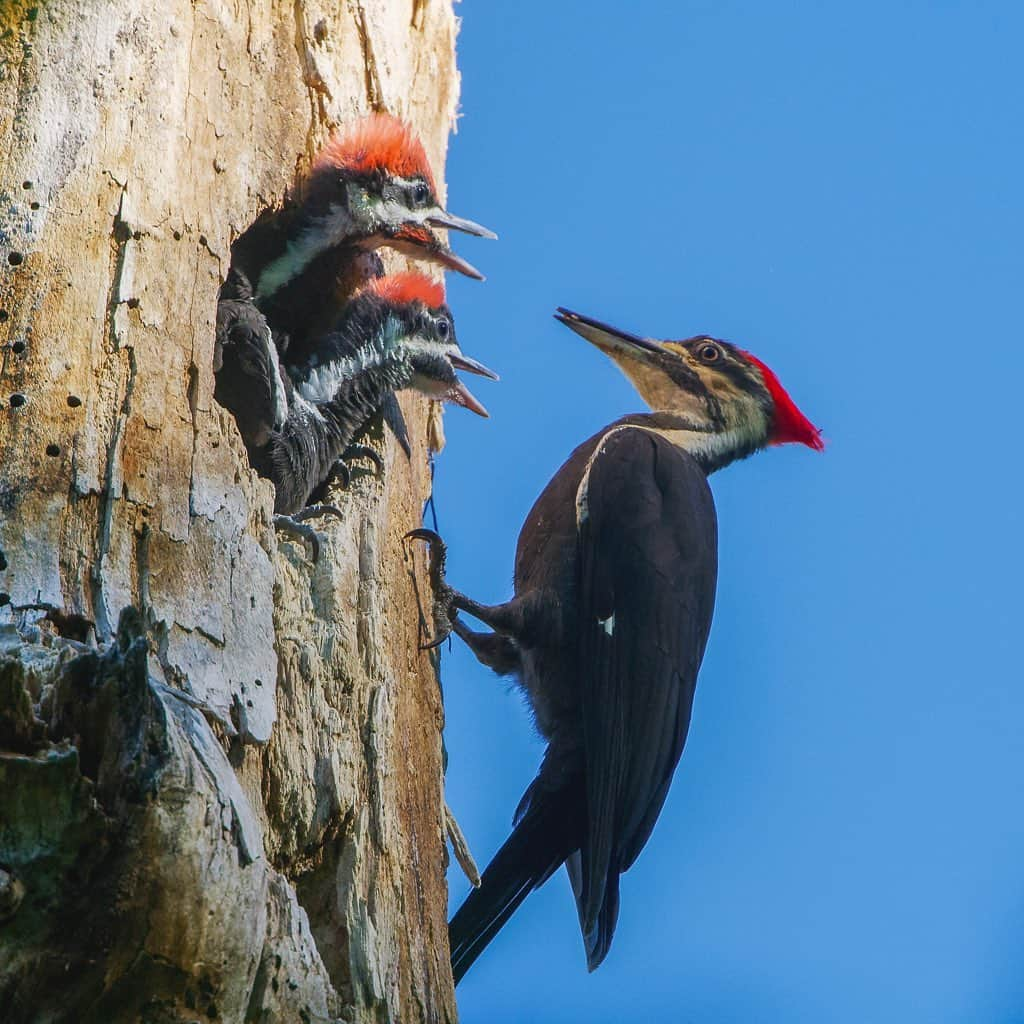 Tim Lamanさんのインスタグラム写真 - (Tim LamanInstagram)「Photos by @TimLaman.  Piliated Woodpeckers at the nest…  One of the highlights of my local bird photography this spring during the Covid-19 lockdown has been discovering a nest of Piliated Woodpeckers during a bike ride from my home in Lexington, Massachusetts.  I think it’s one of our most spectacular local birds here in the Northeast, but I had never seen a nest before.  I spent some fun mornings getting  shots of the chicks being fed before they fledged.  Have you had any surprising bird encounters near home?  #Backyardbirds #woodpecker #piliatedwoodpecker #birds #massachusetts #shotonRED @reddigitalcinema #FramedonGitzo @Gitzoinspires」6月30日 12時36分 - timlaman