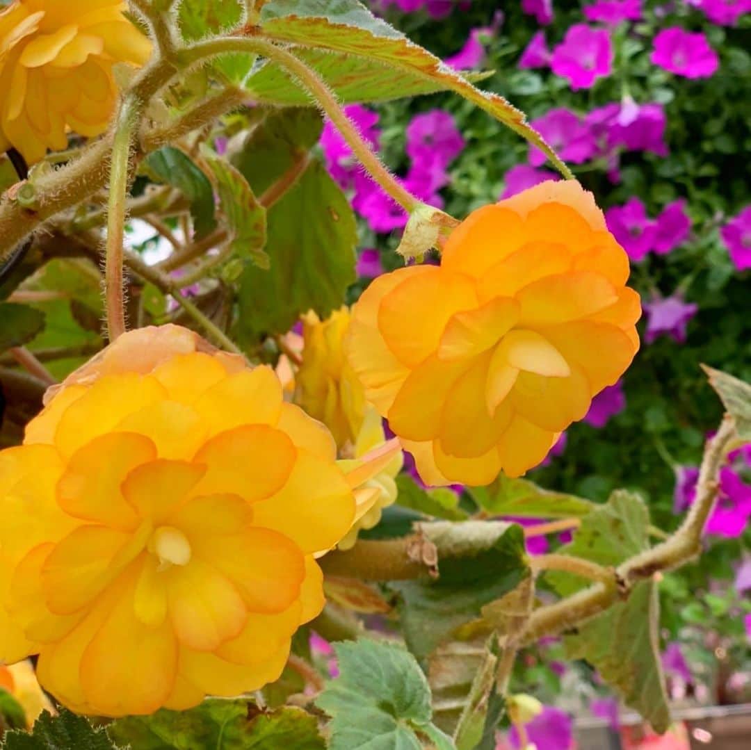 三島スカイウォーク／公式さんのインスタグラム写真 - (三島スカイウォーク／公式Instagram)「スカイガーデンのお花をご紹介💐 . 店内にある天井いっぱいのお花は、なんと生花なんです💁‍♀️🌱 . 毎日スタッフがお手入れをしてます🙌お手入れをしているスタッフの目線から撮影しました📸✨ . 近くで見てもとってもかわいい💕ベゴニアやペチュニアなど様々な種類があります👏 . ご来場した際は是非好きな花を探してみてください🥰 . #三島スカイウォーク #スカイウォーク #静岡 #箱根 #伊豆 #三島 #観光 #吊橋 #吊り橋 #日本一 #富士山 #スカイガーデン #花 #お土産 #skygarden #flower #mishimaskywalk #skywalk #japan #MountFuji #shizuoka #travel #trip #fun #instagood #nature #beautiful #followme」6月30日 12時39分 - mishima_skywalk