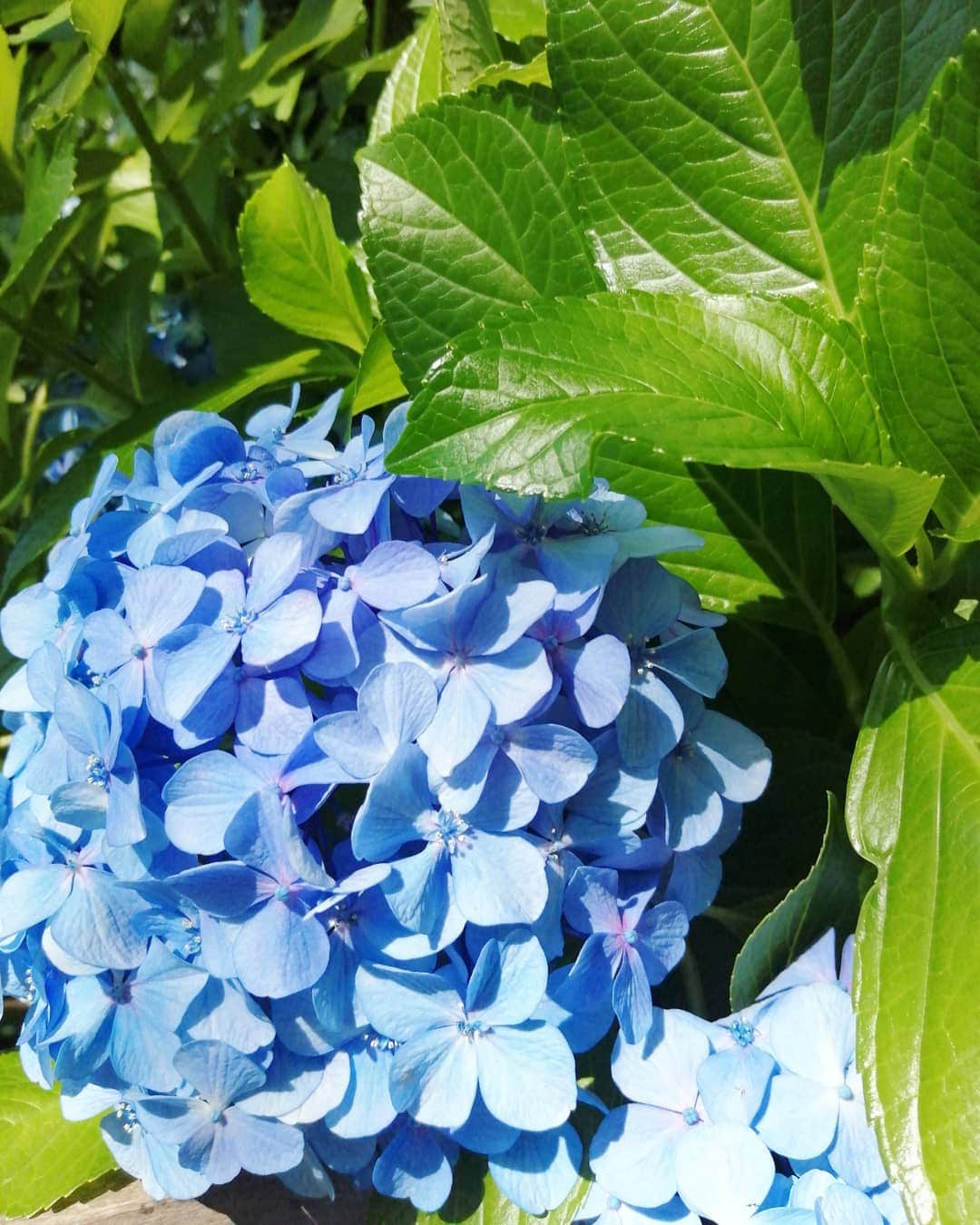 杉山由紀子のインスタグラム：「6月ももうおわり✨✨✨ 去年から一年なにか成長できたかな？？ 33歳ももうあと一週間。 * ここのところ色々と怒涛だったから、 すこしゆったりした時間も大切に✨✨✨ * 日々の気づきにちゃんと気づける余裕を✨✨ * * #品川 #いつものお参り #氣 #氣がいい場所 #あじさい #お花のある暮らし」