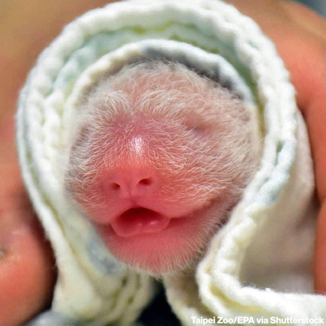 ABC Newsさんのインスタグラム写真 - (ABC NewsInstagram)「Caretakers at the Taipei Zoo have released photos of a newborn panda cub born. The female cub is giant panda Yuan Yuan's second baby born at the zoo through artificial insemination. #panda #babyanimals #taipei」6月30日 13時01分 - abcnews