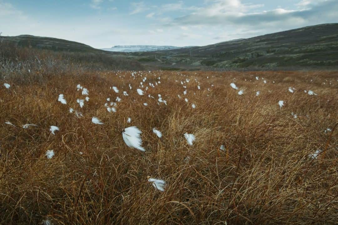 National Geographic Travelさんのインスタグラム写真 - (National Geographic TravelInstagram)「Photo by @kiliiiyuyan  Arctic cotton grass blows in the wind in Iceland's interior highlands. Cotton grass is a unique species that grows on wetland tundra areas only in the circumpolar region. Follow me @kiliiiyuyan for more from the Arctic regions. #iceland #arctic #tundra」6月30日 13時10分 - natgeotravel