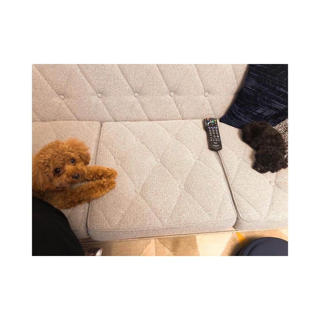 牧野由依さんのインスタグラム写真 - (牧野由依Instagram)「新たに家族をお迎えしました☺️ ありすちゃんです✨ . 胸に白いワンポイントがあってとてもプリチーです🤣 . パインくんとはまだ接近戦は難しいけど、少しずつ…すこーしずつね🤣 . . . #初めて #こんなにちっちゃい子 を#お迎えしました ❤️ #早く一緒に遊びたいね 😍 #トイプードル #女の子 #パピー #トイプードルブラック女の子」6月30日 13時28分 - yui_makino0119