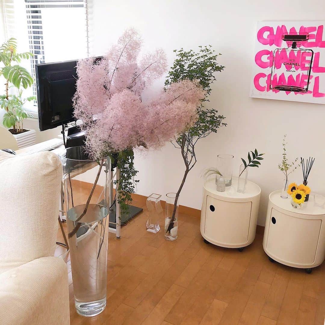 橋本江莉果さんのインスタグラム写真 - (橋本江莉果Instagram)「かわいいかわいい #スモークツリー 🌲💓﻿ ﻿ ふらっと寄ったお花屋さんで、大きな枝振りの求めていた子に出会って、担いで連れて帰ってきました🏋🏼‍♀️🌿🌈﻿ ﻿ 絶妙なバランスをたもって飾っているので、たまに知らぬ間に、すぽんっ！っと花瓶の中というか、花瓶の上に咲くみたいな状況になっている時があって、それがまた愛おしいです😚🌷﻿ ﻿ 旦那さんのデイトレーダーばりのパソコンやディスプレイたちを隠す役割も果たしてくれてます🧑🏻‍💻💐(デイトレーダーではありませんがw、こんな風にディスプレイを置くのが夢だったというので、本望ではなかったけど🥴👌🏼←もうちょい配線をなんとかしたい👩🏼‍🔧🔌)﻿ ﻿ 相変わらず家の中はマイナスイオンで溢れてます🤤🍃﻿ ﻿ #tree #smoketree #flower #flowers #home #homeinterior #homeinteriors #interior #interiordesign #stayhome #花のある暮らし #グリーンのある暮らし #おうち時間 #インテリア #家」6月30日 13時37分 - erica_hashimoto