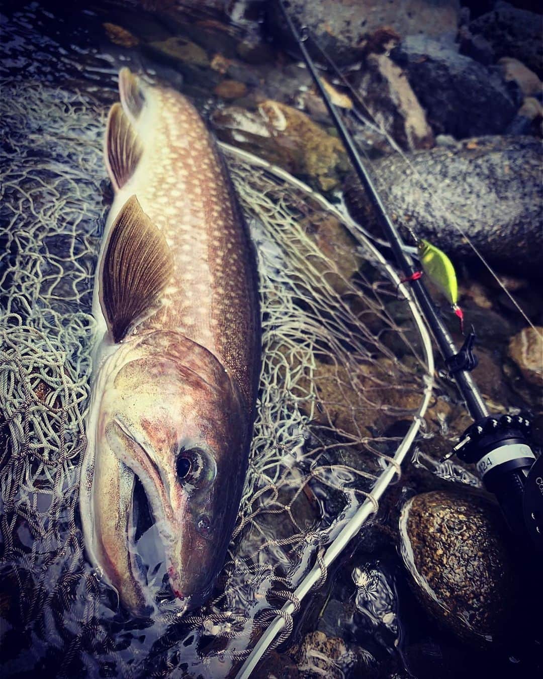 Megabass Inc.のインスタグラム：「GREAT HUNTING PROTO TYPE  @mofm_minakami_life   #megabass  #メガバス  #troutfishing  #greathunting  #ネイティブトラウト  #蝦夷岩魚」