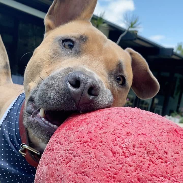 Halseyのインスタグラム：「behold: a terrifying pit bull」