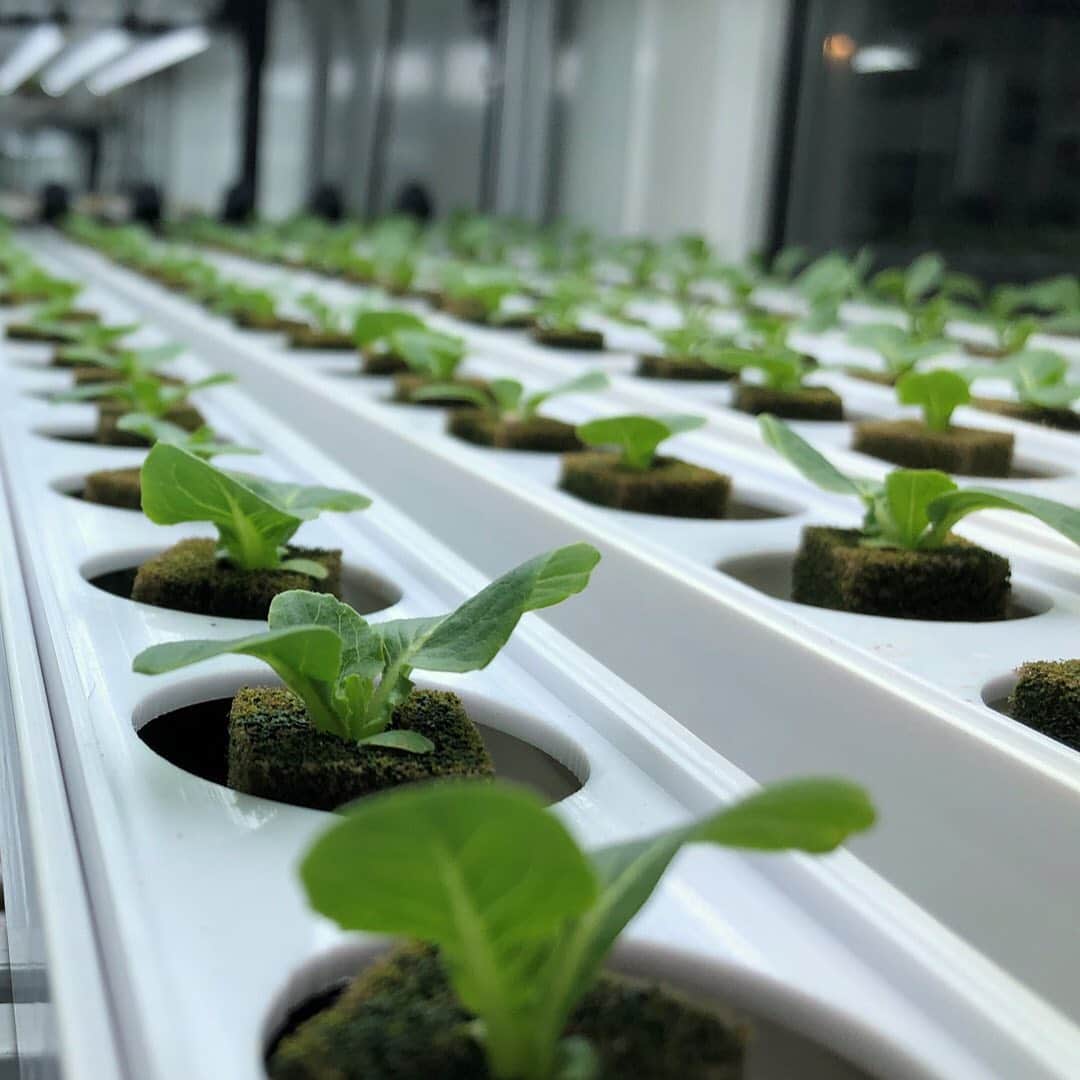 TED Talksさんのインスタグラム写真 - (TED TalksInstagram)「These greens are not from the ground! 🌱 In fact, they were grown in an indoor, vertical farm. By 2050, the world's population is expected to hit 9.8 billion — with nearly two-thirds living in cities. To feed all these people, agricultural output will need to increase by 70 percent. In his talk, investment-banker-turned-farmer Stuart Oda explains how vertical farming can help us get there while saving money, using less water, and maintaining better safety standards. Swipe through to see how these crops were grown and click the link in our bio to learn more about vertical farming and what it means for the future of food.」6月30日 6時13分 - ted