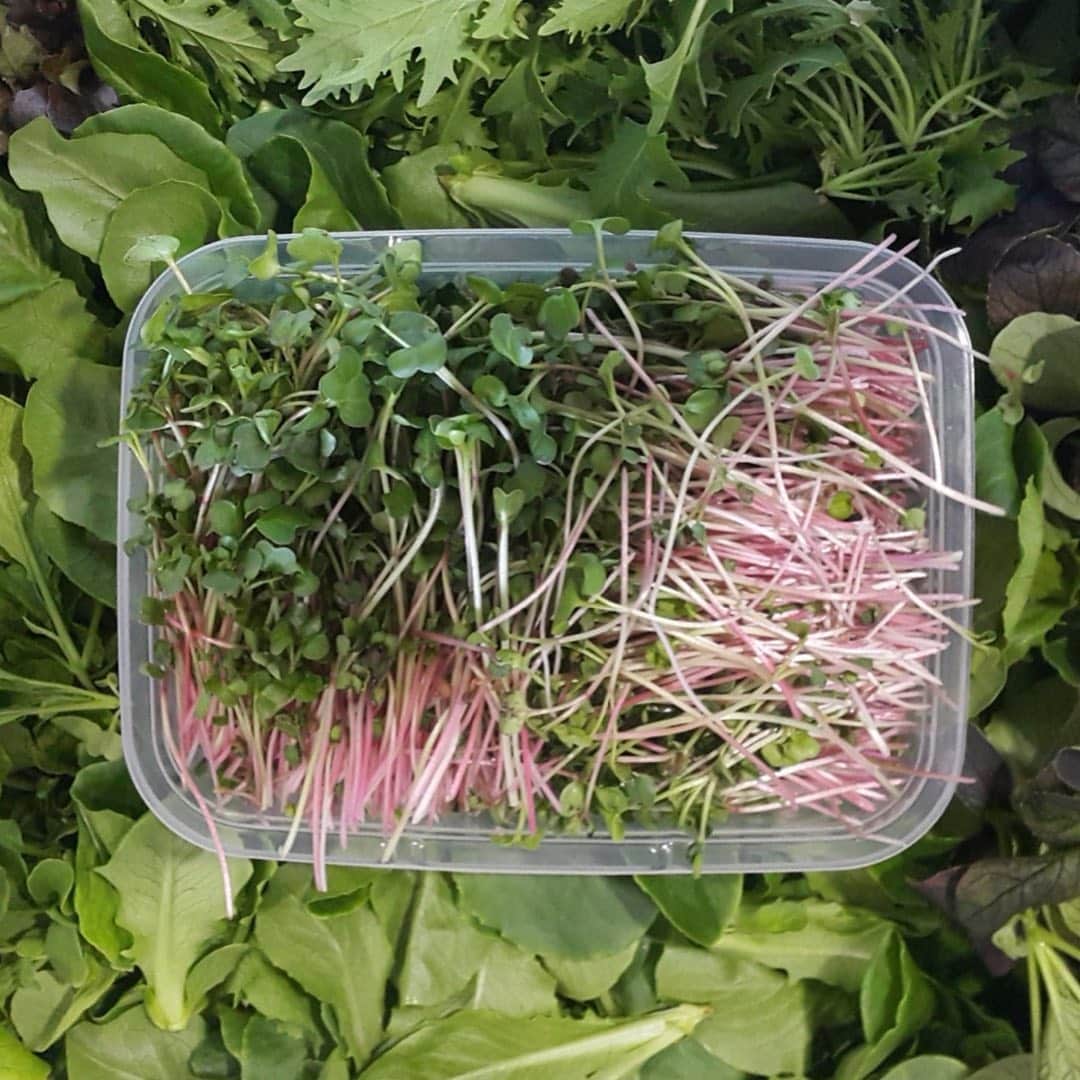 TED Talksのインスタグラム：「These greens are not from the ground! 🌱 In fact, they were grown in an indoor, vertical farm. By 2050, the world's population is expected to hit 9.8 billion — with nearly two-thirds living in cities. To feed all these people, agricultural output will need to increase by 70 percent. In his talk, investment-banker-turned-farmer Stuart Oda explains how vertical farming can help us get there while saving money, using less water, and maintaining better safety standards. Swipe through to see how these crops were grown and click the link in our bio to learn more about vertical farming and what it means for the future of food.」