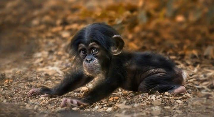 Baby Animalsさんのインスタグラム写真 - (Baby AnimalsInstagram)「Baby chimps are so adorable!」6月30日 6時32分 - thebabyanimals