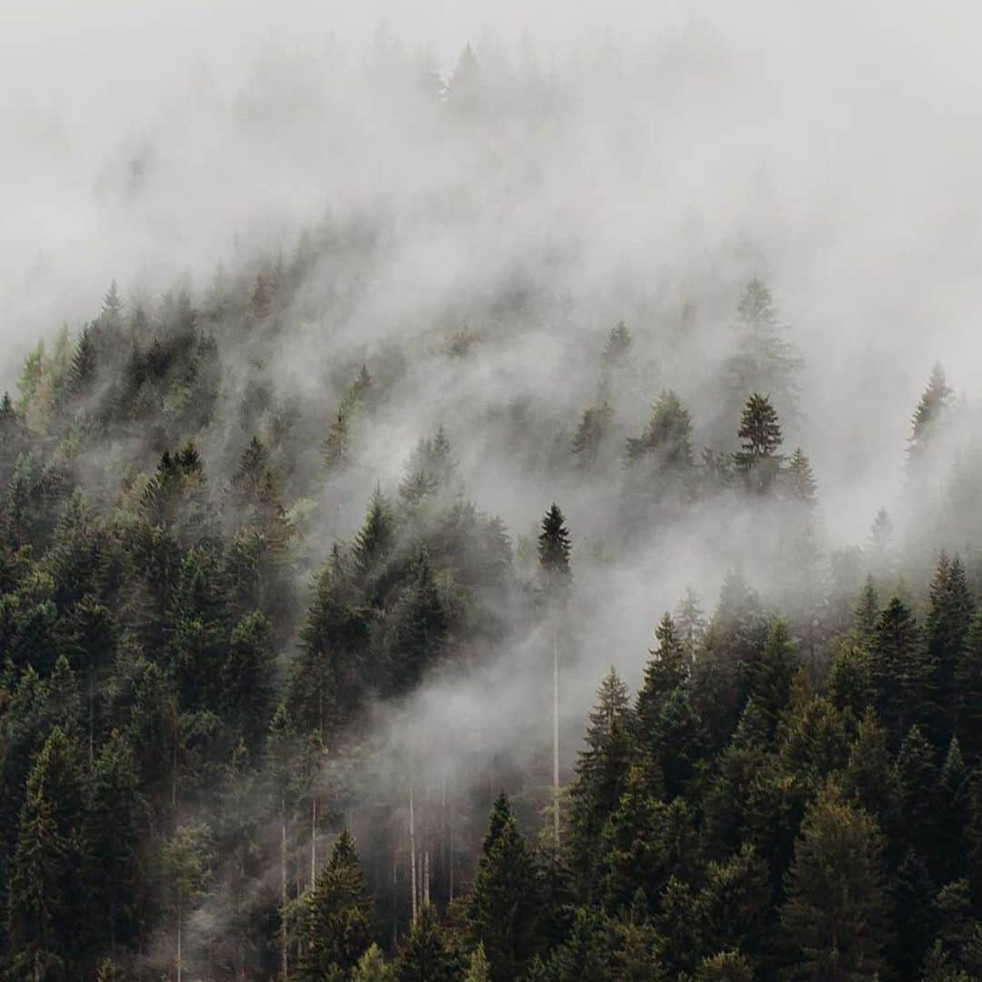 FOLKのインスタグラム：「A quiet moment in the Wilds by @lukaskorynta」