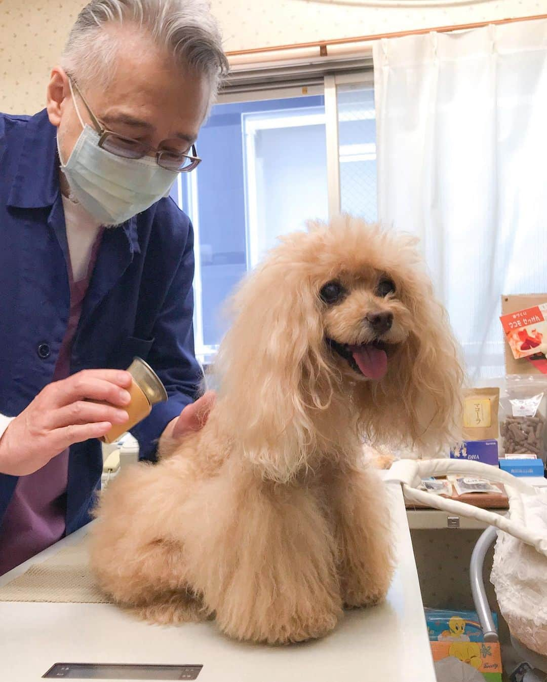 Toypoodle Mikuru?Asakusa Tokyoさんのインスタグラム写真 - (Toypoodle Mikuru?Asakusa TokyoInstagram)「20200620 Saturday.  みきゅるん東洋医学の日でした😊 今回で8回目✨ 針をした後にお灸をしてもらいました。 みきゅるん終始気持ちよさそう🥰 お灸のモグサをオヤツだと思ってペロンしてたけど😂 一体どこまで食いしん坊なんだろう😅 . 病院で教えてもらった なまこの粉末。 心臓、腎 の部分に帰経(薬物が作用する)するとのことで、なまこの粉末をあげてみることにしました。 調べてみたら、副作用なく癌にも効果的😳 みくるは副腎腫瘍を全摘したものの、病理では悪性腫瘍だった為、再発を懸念😔 なまこは再発防止にも効果あるはず💪🏻 . 薬膳...漢方... ちょっと私には敷居が高く、普段の手作りごはんの時 クコの実や本葛、ナツメなどを加えるくらいです😅 . みきゅるん癌再発防止の為にちょっと勉強してみようかなぁ😌 . #みくるの健康事情 #東洋医学 #スノウメープル獣医東洋医学クリニック #ヘルニア #副腎腫瘍」6月30日 7時23分 - purapura299