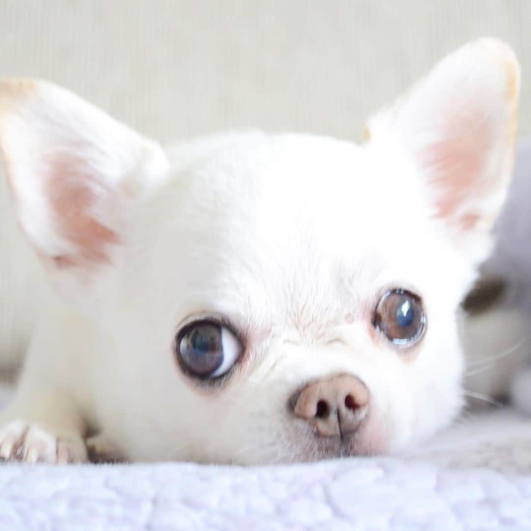KORIKIのインスタグラム：「おはようございます♪ * #dogofsapporo #dog, #dogs, #dogstagram,#chihuahua,#犬バカ部,#チワワ,#koriki, #hanadog #白スムチ連合会, #スムチー,  #dogofthedayjp, #dogoftheday  #ilovemydog #instadog #instapet #WhiteChihuahua  #吉娃娃 #치와와  #dogsofinstagram #Chihuahualover  #ชิวาวา #チワワの輪 #barkbox #WhiteChihuahuaParty #もふもふモフモフ」