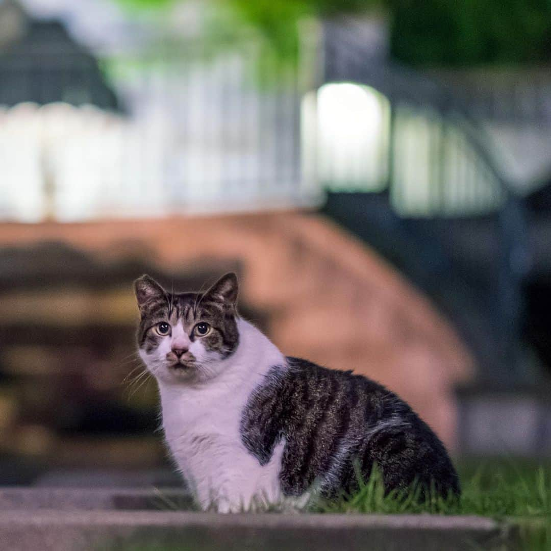 プンクマさんのインスタグラム写真 - (プンクマInstagram)「ただいま家猫修業中。 おっとりした子で、少しずつ人馴れが進んできました。 大きな体で甘えん坊の要素たっぷりの男の子。ずっとの家族を探しています。 #ふっくらよもぎ #里親募集中 #猫 #ねこ #cat #neko #家猫プロジェクト」6月30日 7時44分 - pnkm913