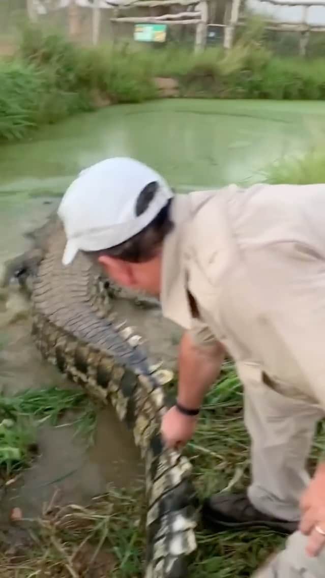 WildLifeのインスタグラム：「If the speed isn’t Impress you then the size and the power will for sure (wow😳) Australian saltwater crocs are the largest reptile in the world and boll is on his way to Being one of the largest of them thanks Matt for one epic IGTV adventure 🤛🏼 . . #livingthedream #giant #insta #crocodile #amazing #animal #igtv #reptile #style #wow #crazy #🐊」