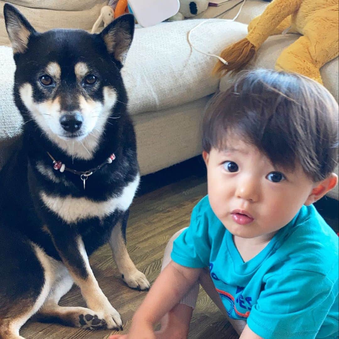 vo_coのインスタグラム：「🐶👦🏻 最近は持ちつ持たれつな関係になりつつあるお二人さん こたつは距離が近づいても以前よりも怒ることが減りました ぼくがシールを貼っても平気 嫌な音が鳴ったりすると、わざわざすぐ近くに逃げてきたり… ベランダに出たそうに網戸をガリガリやってると、今度はぼくが開けてあげたり… こうして共生ができていくのだね！ * #こたつとぼくちゃん  #shibastagram #instashiba #shiba #shibainu #黒柴 #柴犬」