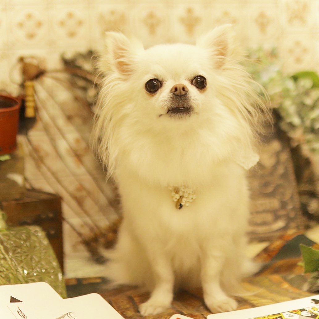 kayoのインスタグラム：「* * * お風呂上がりの みーちゃん🛁✨ * * 真っ白✨✨ * * Mikan💗 * * #dogsalonmotto #chihuahua#chihuahualove#chihuahualove#dogstgram#dog#instadog#チワワ#チワワ大好き * * *」