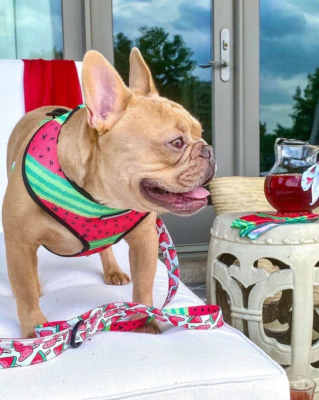 Regeneratti&Oliveira Kennelさんのインスタグラム写真 - (Regeneratti&Oliveira KennelInstagram)「Did that girl just call me “Watermelon Sugar”?!! @thefrenchiefurbaby • • • Watermelon @frenchie_bulldog harness & lead 🍉 AVAILABLE TOMORROW! 🍉  Get 10% off with code jmarcoz10 ❤️ . . . . #frenchbulldog #frenchies #frenchiebulldogpetsupply #watermelon  #frenchielovers #法國鬥牛犬 #法鬥犬 #法國老虎狗 #法斗 #法鬥 #フレンチブルドッグ  #프렌치불독 #buhi #instafrenchbulldogs #frenchbulldog #frenchiecrew #frenchies1 #frenchielife #frenchie #frenchieofinstagram #frenchbulldogs」6月30日 8時11分 - jmarcoz