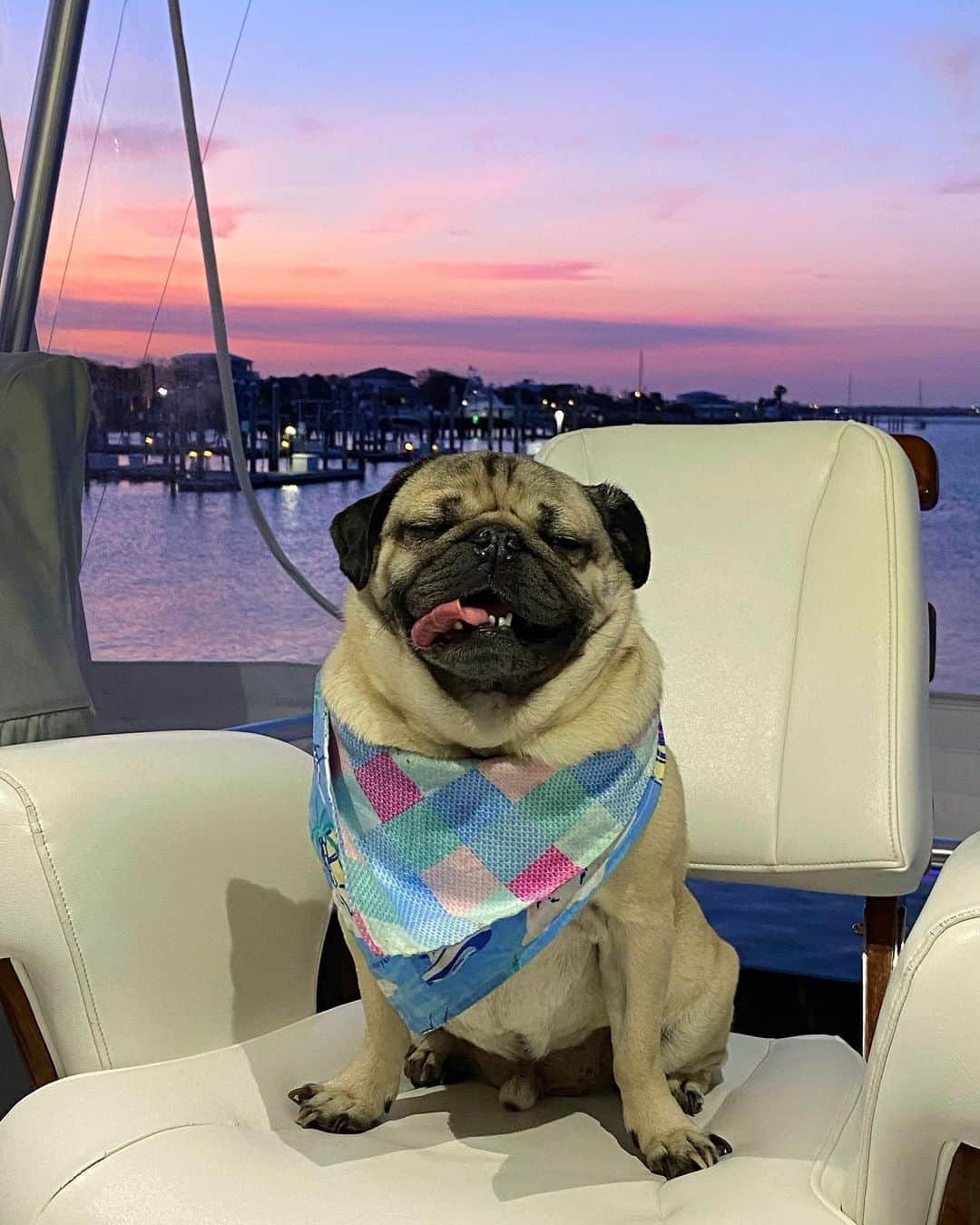 itsdougthepugさんのインスタグラム写真 - (itsdougthepugInstagram)「“All aboard the pug sunset cruise!” -Doug」6月30日 8時11分 - itsdougthepug