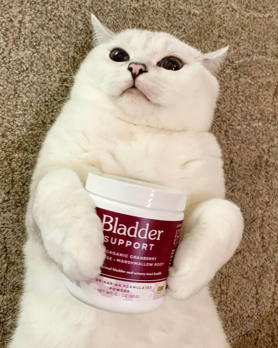 ミスター・ホワイトさんのインスタグラム写真 - (ミスター・ホワイトInstagram)「Did you know? Urinary Tract Infections are the most common urinary issues in cats and dogs. @ferapetorganics bladder support is custom formulated by veterinarian, Dr. Dulake. Bladder support with organic cranberries promotes a healthy bladder and urinate track. It minimizes the frequency of UTIs, supports normal urine PH, enhances the immune system and kidney function! Link in bio!」6月30日 8時24分 - white_coffee_cat