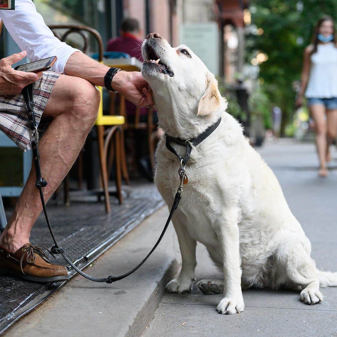 The Dogistさんのインスタグラム写真 - (The DogistInstagram)「Cody, Labrador Retriever (10 y/o), 11th & W 4th St., New York, NY • “She’s 10 but going on 20 – she’s been an old soul since she was born. She guards our home fiercely, which is a guarded apartment building. She’ll eat anything, anytime, anywhere. The stuff that’s come out of her… I don’t want to get into it.”」6月30日 8時21分 - thedogist