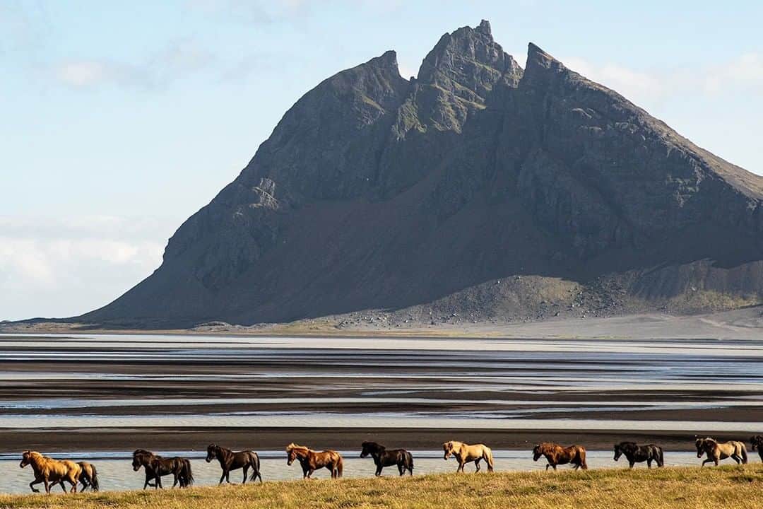 National Geographic Travelさんのインスタグラム写真 - (National Geographic TravelInstagram)「Photo by Matt Borowick @mborowick  Moving horses in Iceland is usually done by herding them. This group was made up of about 40 horses that were being moved from one farm to another in eastern Iceland. The huge, jagged mountain in the background is Brunnhorn, which is known for its three distinctive peaks. Follow @mborowick for more pictures like this. #iceland #mountains #travel #nature #explore」6月30日 9時05分 - natgeotravel