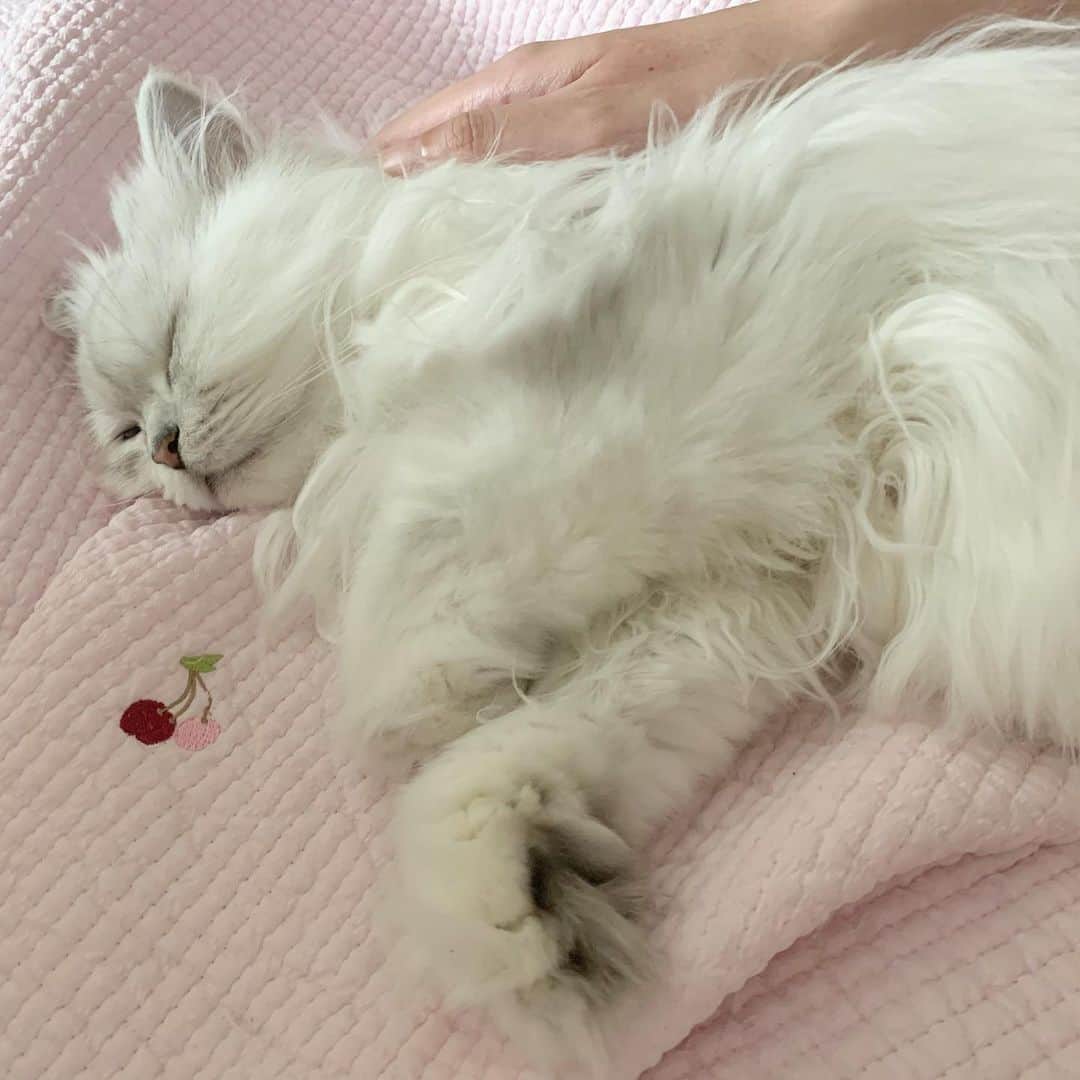 후추네큰언니のインスタグラム：「아침에 일어났더니 내 옆에서 이러고 자고 있잖아요 사랑스러우미 😖💕💕💕 . . . . . #후추  #고양이  #냥스타그램 #캣스타그램  #Hoochu #Hoochuthecat #cat #cats #catstagram #catsofinstagram #topcatphoto #bestmeow #ilovecat #cute #fluffy #petstagram #instacats」