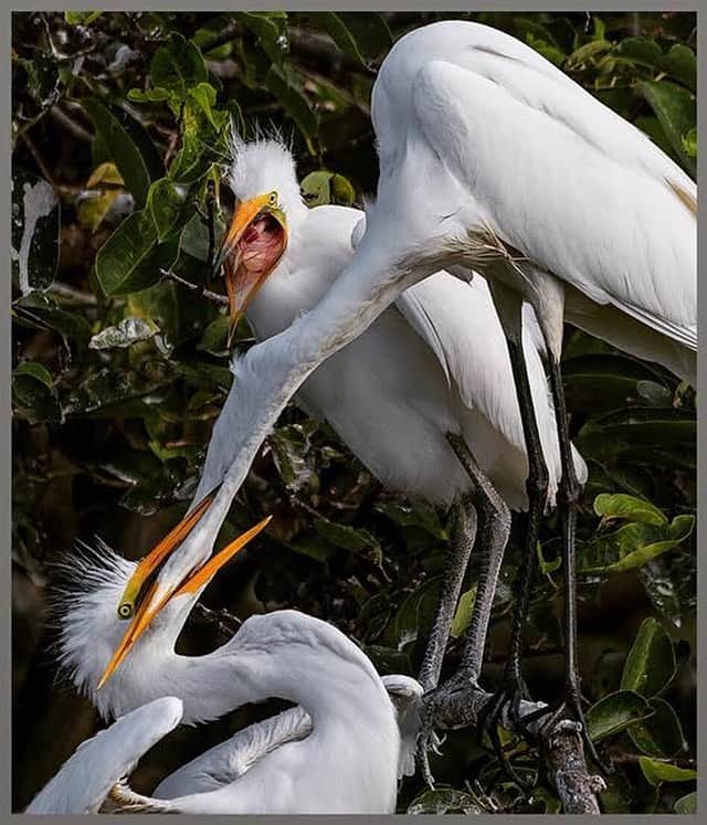 thephotosocietyさんのインスタグラム写真 - (thephotosocietyInstagram)「Photo by Medford Taylor @medfordtaylor Wakodahatchee Wetlands, Florida 2019_ Great Egret parents feed their always hungry chicks by regurgitating the freshly caught fish and small amphibians.  The elegant Great Egret is a dazzling sight in many a North American wetland. Slightly smaller and more svelte than a Great Blue Heron, these are still large birds with impressive wingspans. They hunt in classic heron fashion, standing immobile or wading through wetlands to capture fish with a deadly jab of their yellow bill. Great Egrets were hunted nearly to extinction for their plumes in the late nineteenth century, sparking conservation movements and some of the first laws to protect birds. Not all young that hatch survive the nestling period. Aggression among nestlings is common and large chicks frequently kill their smaller siblings. This behavior, known as siblicide, is not uncommon among birds such as hawks, owls, and herons, and is often a result of poor breeding conditions in a given year. Great egrets are diurnal feeders. In sunset, egrets of surrounding areas usually come together, roosting in colonies. They feed in shallow water, walking slowly and looking for prey. And when the prey is spotted, they abruptly thrust the bill into the water, catching it. They will also steal a great part of their food from smaller heron species. After breeding, these birds usually disperse. Egrets, living in mild climates, remain in their breeding areas throughout the winter while those, breeding in northern regions where water freezes during the winter, have to migrate. As many bird species, Great egrets become rather aggressive when it comes to feeding, even if there's abundance of food. Occasionally, even parents can fight for food with their young. Great egrets are seasonally monogamous, mating once in a mating season and staying with their mates until the end of the season. Usually, males give a number of displays in order to attract the female. Then they select the territory. The breeding season starts in the middle of April, when the birds construct nests. (AllAboutBirds.org, Animalia.bio/great-egret) #greategrets #wakodatcheewetlands」6月30日 9時46分 - thephotosociety