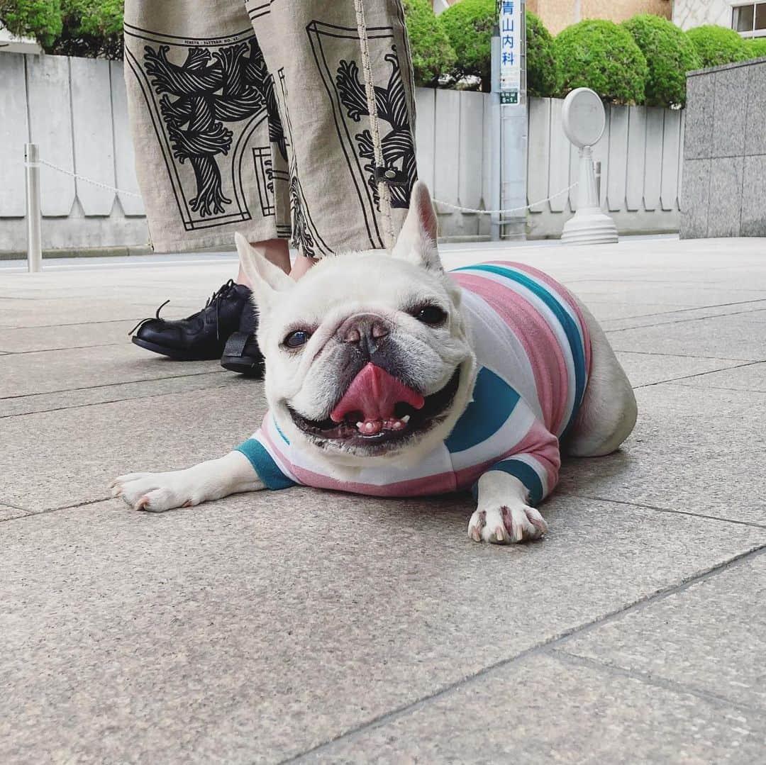 Ham-chanさんのインスタグラム写真 - (Ham-chanInstagram)「#frenchbulldog #frenchie #hamham #hamchan #フレブル #フレンチブルドッグ #はむはむ #はむちゃん  雨止んだ隙に散歩😊🐶💦 #christophernemeth」6月30日 10時45分 - hide_ham_tank
