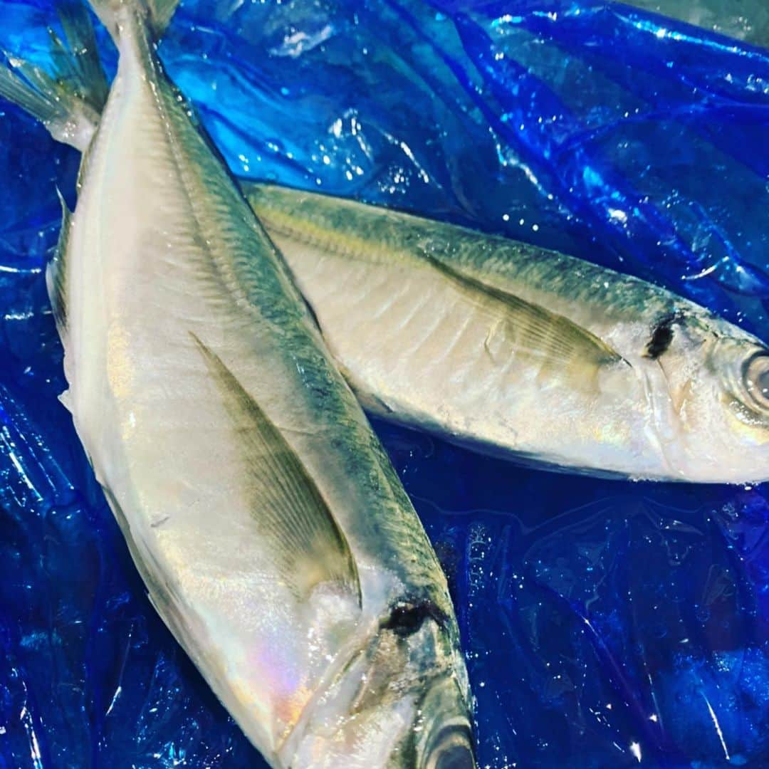 魚金さんのインスタグラム写真 - (魚金Instagram)「6月30日火曜日 今日は昨日より魚が少ない！！ やたらカツオだけがどこも安くて魚も良さげでしたね なんとなく鹿児島、宮城のカツオも少し買って見ましたがやはり千葉が今日はいい感じ、鮮度見るのに魚体や目の透明感、エラの赤さは勿論ですがカツオは鮮度が良いと尻尾の辺りの皮がサメ皮のようにザラザラしてるんです！1本まんま買う時は参考にしてみて下さい！ ただカツオは開いてみないとわからない打身で血が回ってたりとかよくあるので最後は運頼みですけどね 今日も少しですがマグロの中骨やウニ分けもらいました 中骨は是非とも刮いてお召し上がりください！ 鯵も淡路と佐賀の鯵買ってみましたどちらもコロッとしていて美味しそう！今日は佐賀の方が色、張り、脂あって刺身で美味しそう  お陰様で馬車道も終日ご盛況頂き感謝の気持ちでいっぱいです。ありがとうございます オープンキャンペーンも明日まで行っていますので是非ともご利用ください！  仕入部　片之坂 #魚金 #新橋#新橋居酒屋#居酒屋#銀座#京橋#神田#海鮮丼#刺身#吉祥寺#カツオ#池袋#ウニ#たらこパスタ#刺身盛り合わせ#パエリア#渋谷#魚好きと繋がりたい #レモンサワー#馬車道#本鮪#横浜グルメ#飲酒タグラム #オープン#日本酒好きな人と繋がりたい #どんぶり#うなぎ#ステーキ#金目鯛 #yummy」6月30日 11時16分 - uokin_koho