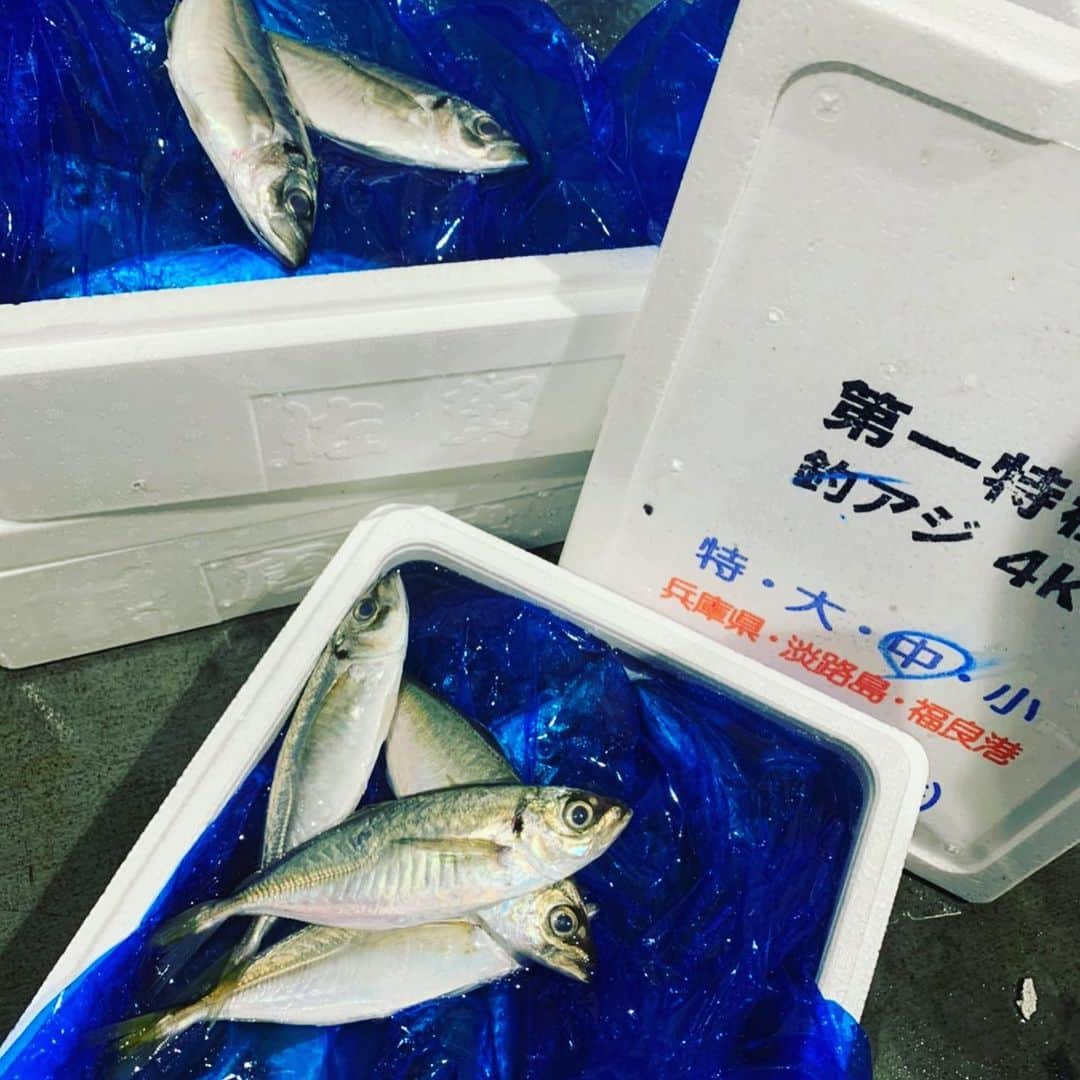 魚金さんのインスタグラム写真 - (魚金Instagram)「6月30日火曜日 今日は昨日より魚が少ない！！ やたらカツオだけがどこも安くて魚も良さげでしたね なんとなく鹿児島、宮城のカツオも少し買って見ましたがやはり千葉が今日はいい感じ、鮮度見るのに魚体や目の透明感、エラの赤さは勿論ですがカツオは鮮度が良いと尻尾の辺りの皮がサメ皮のようにザラザラしてるんです！1本まんま買う時は参考にしてみて下さい！ ただカツオは開いてみないとわからない打身で血が回ってたりとかよくあるので最後は運頼みですけどね 今日も少しですがマグロの中骨やウニ分けもらいました 中骨は是非とも刮いてお召し上がりください！ 鯵も淡路と佐賀の鯵買ってみましたどちらもコロッとしていて美味しそう！今日は佐賀の方が色、張り、脂あって刺身で美味しそう  お陰様で馬車道も終日ご盛況頂き感謝の気持ちでいっぱいです。ありがとうございます オープンキャンペーンも明日まで行っていますので是非ともご利用ください！  仕入部　片之坂 #魚金 #新橋#新橋居酒屋#居酒屋#銀座#京橋#神田#海鮮丼#刺身#吉祥寺#カツオ#池袋#ウニ#たらこパスタ#刺身盛り合わせ#パエリア#渋谷#魚好きと繋がりたい #レモンサワー#馬車道#本鮪#横浜グルメ#飲酒タグラム #オープン#日本酒好きな人と繋がりたい #どんぶり#うなぎ#ステーキ#金目鯛 #yummy」6月30日 11時16分 - uokin_koho