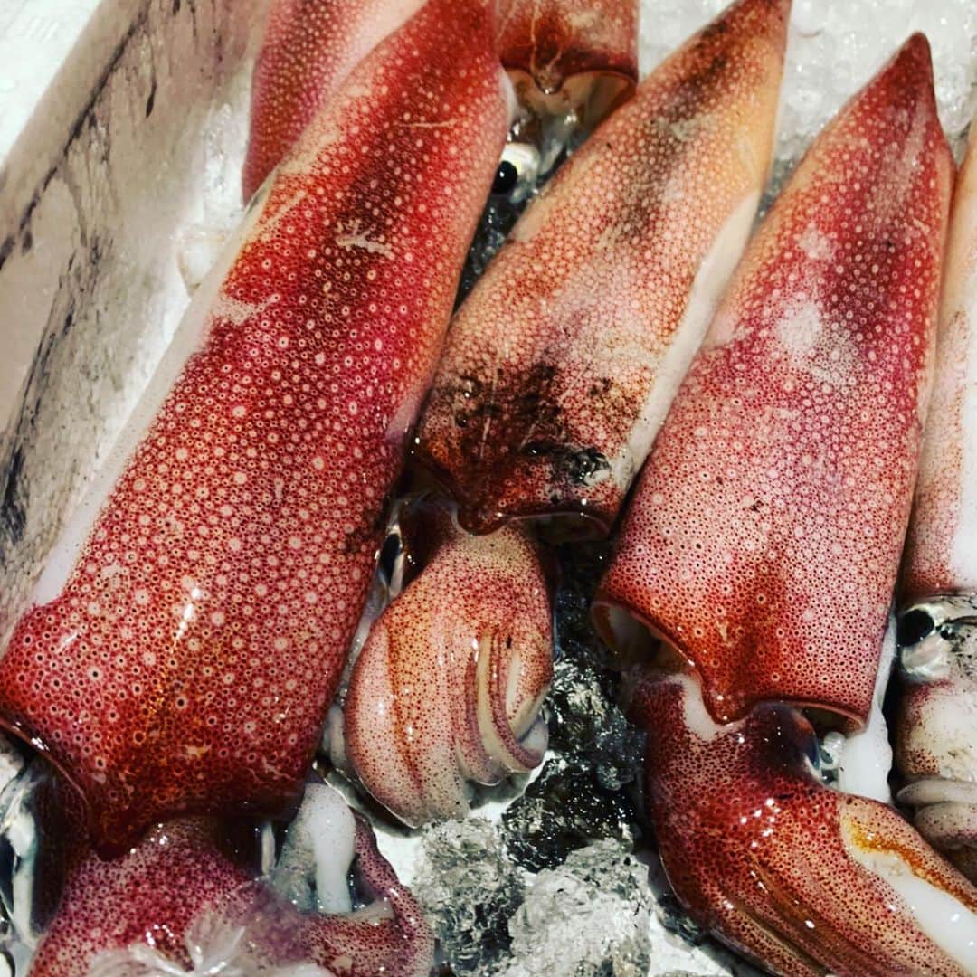 魚金さんのインスタグラム写真 - (魚金Instagram)「6月30日火曜日 今日は昨日より魚が少ない！！ やたらカツオだけがどこも安くて魚も良さげでしたね なんとなく鹿児島、宮城のカツオも少し買って見ましたがやはり千葉が今日はいい感じ、鮮度見るのに魚体や目の透明感、エラの赤さは勿論ですがカツオは鮮度が良いと尻尾の辺りの皮がサメ皮のようにザラザラしてるんです！1本まんま買う時は参考にしてみて下さい！ ただカツオは開いてみないとわからない打身で血が回ってたりとかよくあるので最後は運頼みですけどね 今日も少しですがマグロの中骨やウニ分けもらいました 中骨は是非とも刮いてお召し上がりください！ 鯵も淡路と佐賀の鯵買ってみましたどちらもコロッとしていて美味しそう！今日は佐賀の方が色、張り、脂あって刺身で美味しそう  お陰様で馬車道も終日ご盛況頂き感謝の気持ちでいっぱいです。ありがとうございます オープンキャンペーンも明日まで行っていますので是非ともご利用ください！  仕入部　片之坂 #魚金 #新橋#新橋居酒屋#居酒屋#銀座#京橋#神田#海鮮丼#刺身#吉祥寺#カツオ#池袋#ウニ#たらこパスタ#刺身盛り合わせ#パエリア#渋谷#魚好きと繋がりたい #レモンサワー#馬車道#本鮪#横浜グルメ#飲酒タグラム #オープン#日本酒好きな人と繋がりたい #どんぶり#うなぎ#ステーキ#金目鯛 #yummy」6月30日 11時16分 - uokin_koho