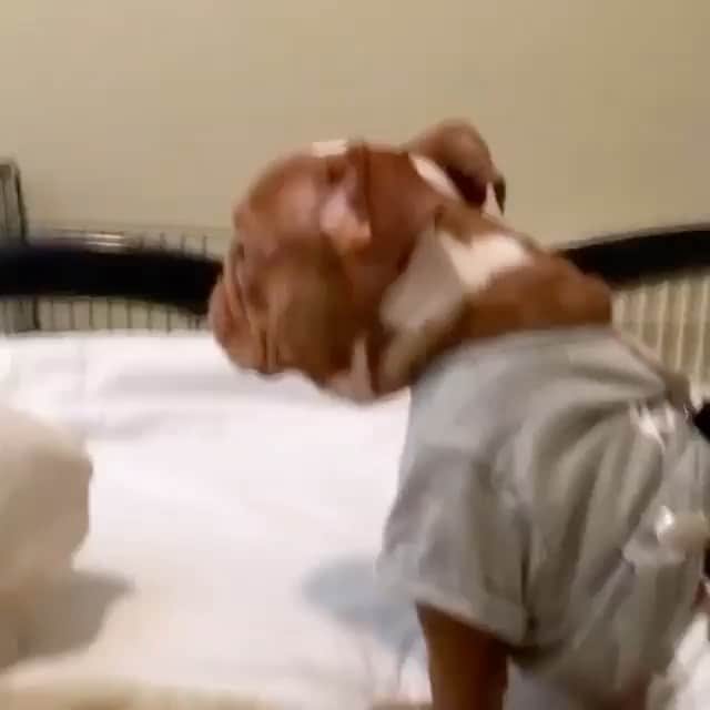 Bodhi & Butters & Bubbahのインスタグラム：「How cute is Rogan?!?! Let’s send him some love ❤️ @roadogs  . . . . . #bulldog #so #cute #quarantine #life #puppy #love #rescuedogsofinstagram #adoptdontshop #baby #boy #special #needs #cutie #smile #dogsofinstagram」