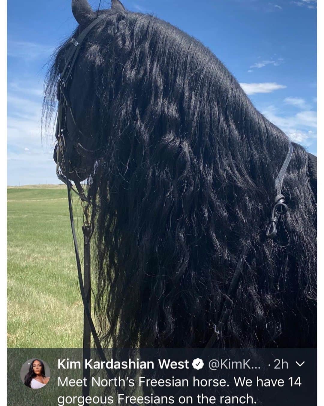 ミッチェル・コリンズさんのインスタグラム写真 - (ミッチェル・コリンズInstagram)「Ok but who does Kim Kardashian West’s daughter North’s Freesian horse’s hair????????????? I need help.」6月30日 11時32分 - michcoll