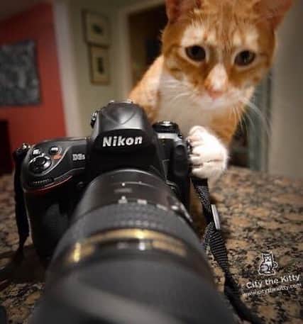 City the Kittyさんのインスタグラム写真 - (City the KittyInstagram)「Happy National Camera day! Say cheese! 😺🐾 #CameraDay #NationalCameraDay #photocat」6月30日 11時51分 - citythekitty