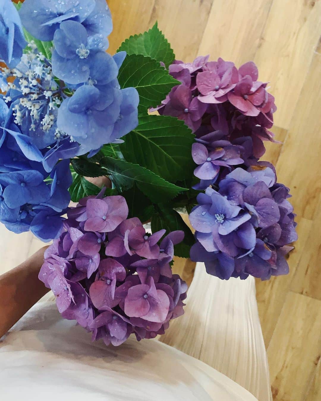 ジュジュのインスタグラム：「すごい雨風...🌀 . 折れちゃったお花の救出🌼 . #紫陽花 #お庭が荒れ模様で心配なおかん」