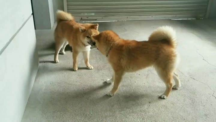 柴犬たま Shibainu Tamaのインスタグラム