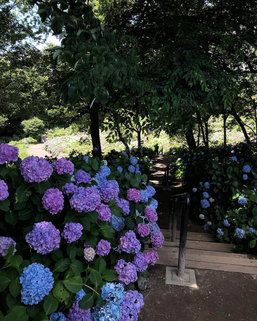 雨月衣のインスタグラム：「昨日やっと仕事のきりがついて、紫陽花を観にお出かけ。 ちょっとした森林浴も出来て気持ちいい。紫陽花の見頃には間に合ったが、蛍には間に合わなかった。蛍は5月末から6月上旬が見頃みたい。また来年見に来よう。 #あじさいの丘 #前橋荻窪公園」