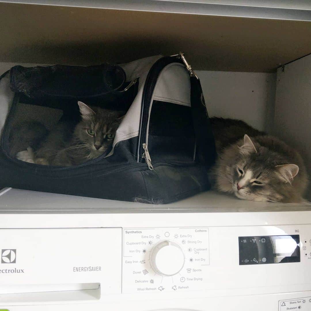 Nila & Miloのインスタグラム