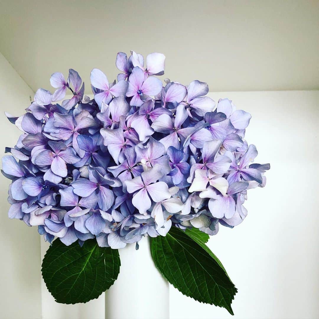 アランチェートさんのインスタグラム写真 - (アランチェートInstagram)「季節感じる花のある生活。 たまにはいいですね  #aranciato #紫陽花　#花のある暮らし #hydrangea #花部  #flowerstagram」6月30日 21時48分 - aranciatobuyer