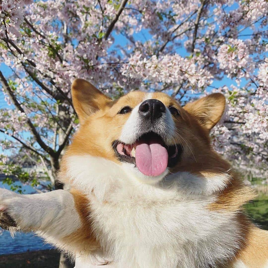 8crapさんのインスタグラム写真 - (8crapInstagram)「Flowers doing us a tongue out 😝 - Hashtag #barkedtongueout on your doggo’s tongue out photos/videos and get a chance to be featured! - 📷 @ruby_thecorgi @maui_thegoldenpup - #barked #tongueouttuesday #tot #👅 #😛 #dog #doggo #Corgi #GoldenRetriever」6月30日 22時08分 - barked
