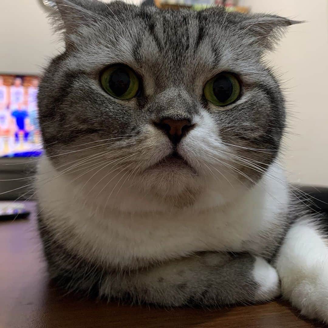 KATSUOのインスタグラム：「ケケまだそってまてん . #cat #catstagram #catsofinstagram #instacat #cutecat #katsuo #該剃毛了 #也太圓」