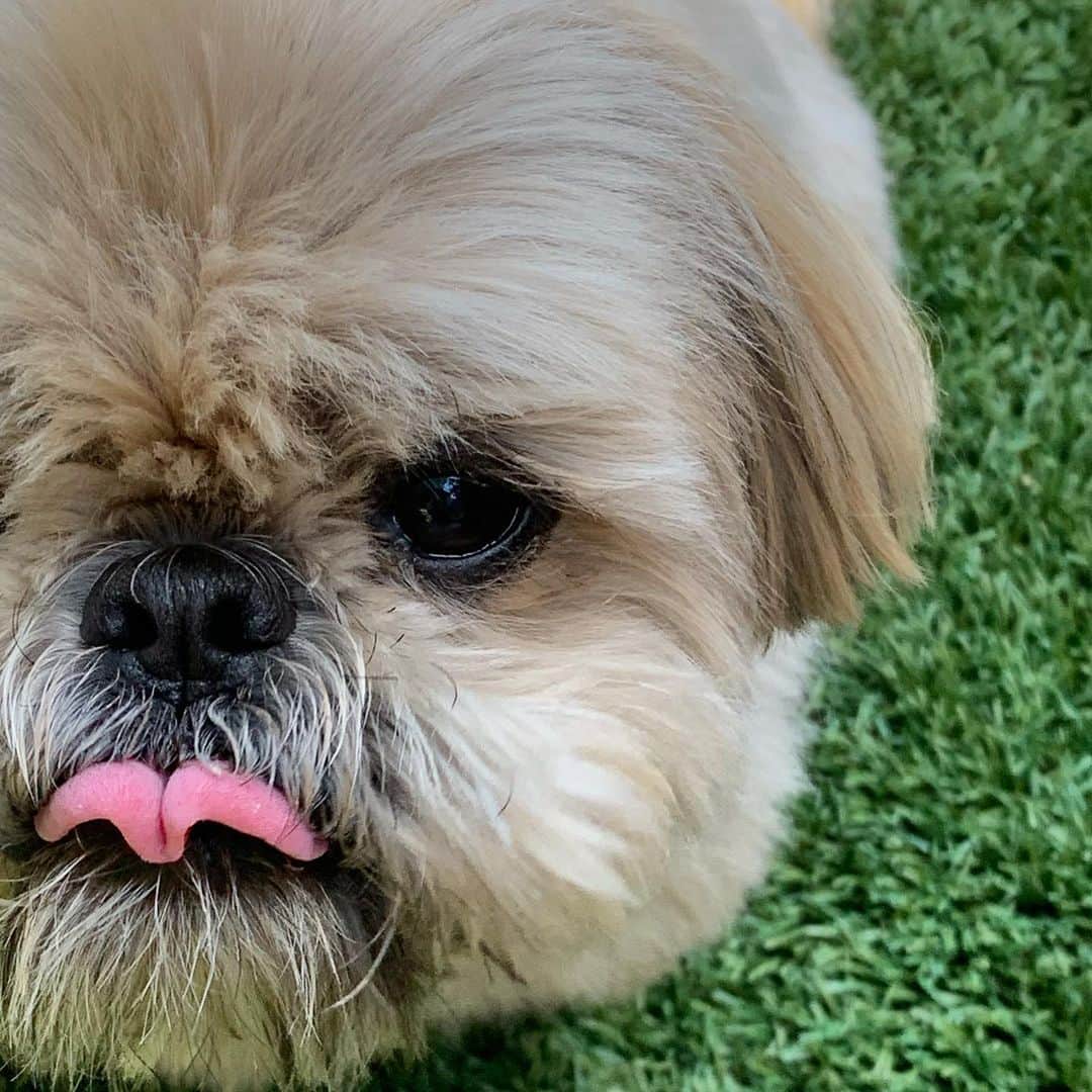 Dougie the Shih Tzuさんのインスタグラム写真 - (Dougie the Shih TzuInstagram)「Tongue out 🐶」6月30日 22時13分 - dailydougie